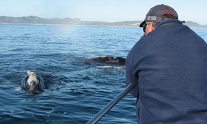 Wilfred Chivell awarded honorary lifetime membership 